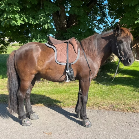 Leichtsattel Anpassung